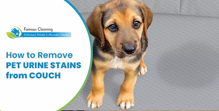 How to remove pet Urine Stains from Couch