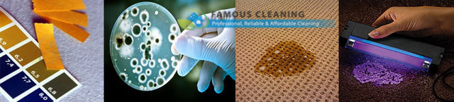 Pet Urine Removal Services Adelaide